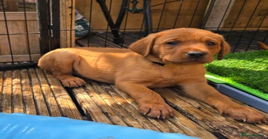Labrador Retriever dogs - Advert 5
