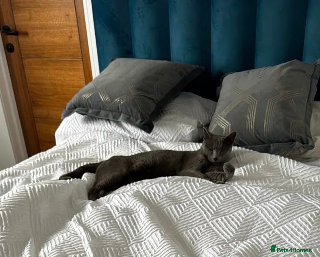Russian Blue cats for sale: Handsome Russian Blue - 4yrs - Advert 4