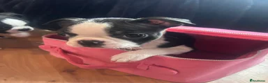 Boston Terrier Puppy 7