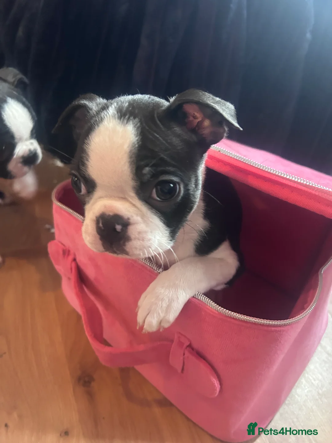 Boston Terrier dogs for sale: Beautiful Boston Terrier puppies  - Advert 2