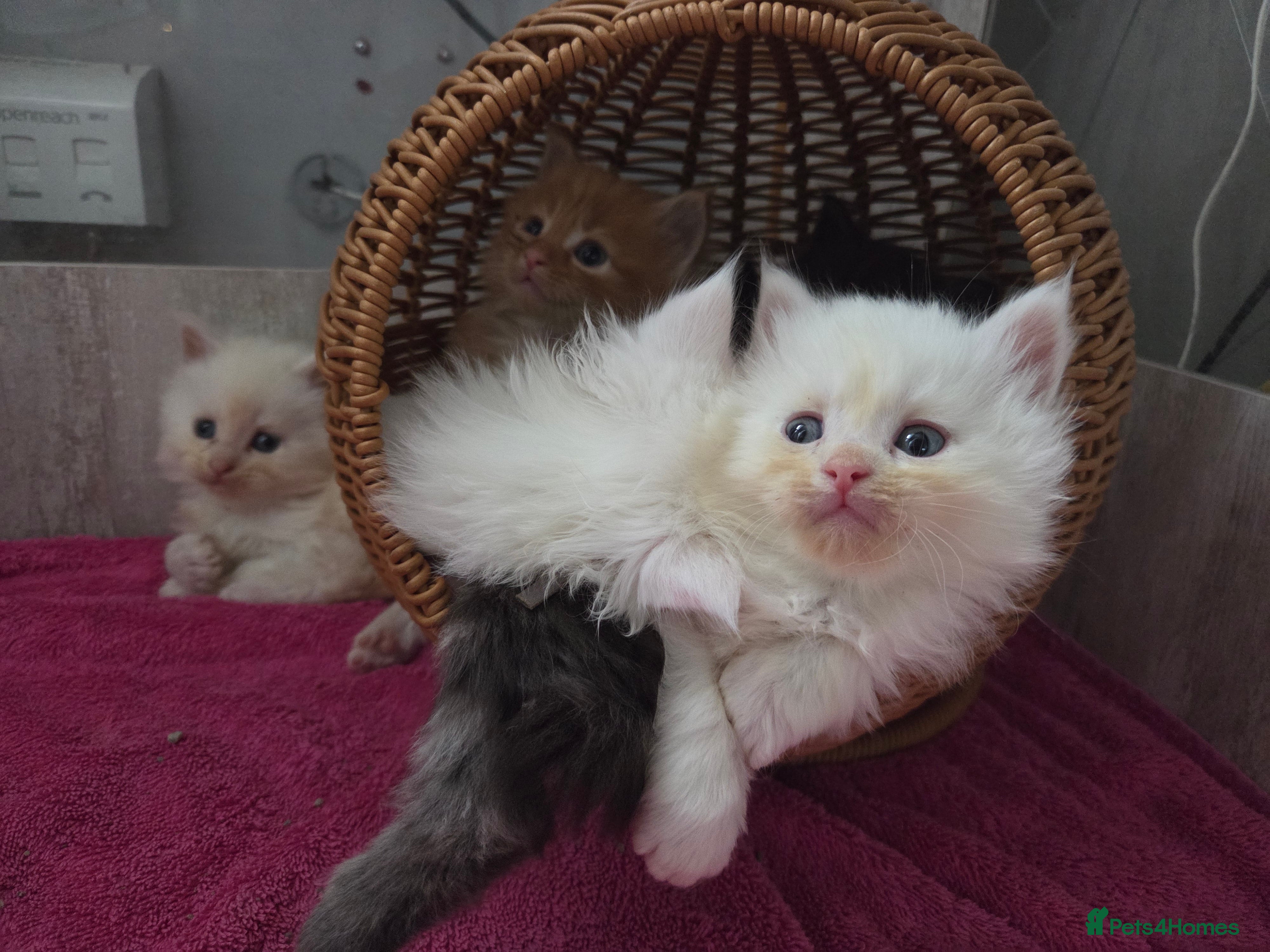 Maine Coon cats TICA registered MaineCoons 😸  - Advert 17