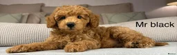 Maltipoo dogs for sale: GORGEOUS MALTIPOOS. BOYS ONLY - Advert 1