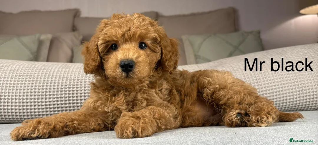 Maltipoo dogs for sale: GORGEOUS MALTIPOOS. BOYS ONLY - Advert 1