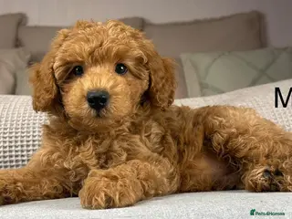 Maltipoo dogs for sale: GORGEOUS MALTIPOOS. BOYS ONLY - Advert 3