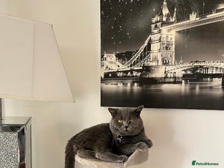 British Shorthair cats in Bedworth - Advert 18