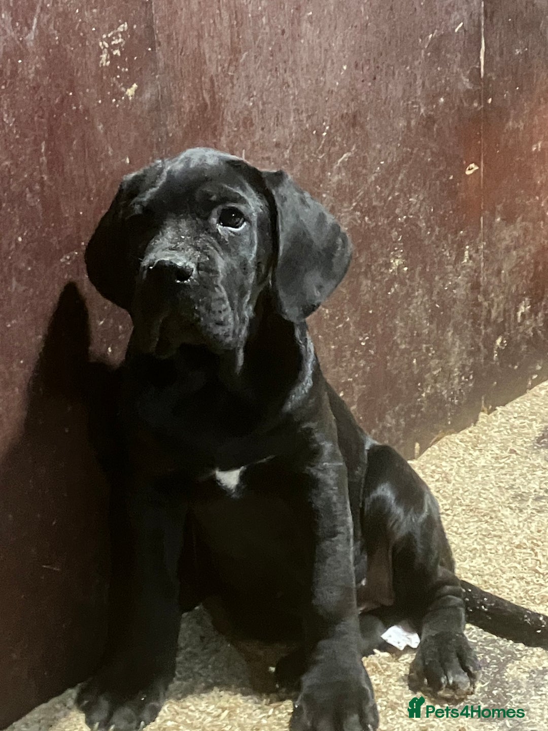 Cane Corso dogs for sale: All are now sold  - Advert 10