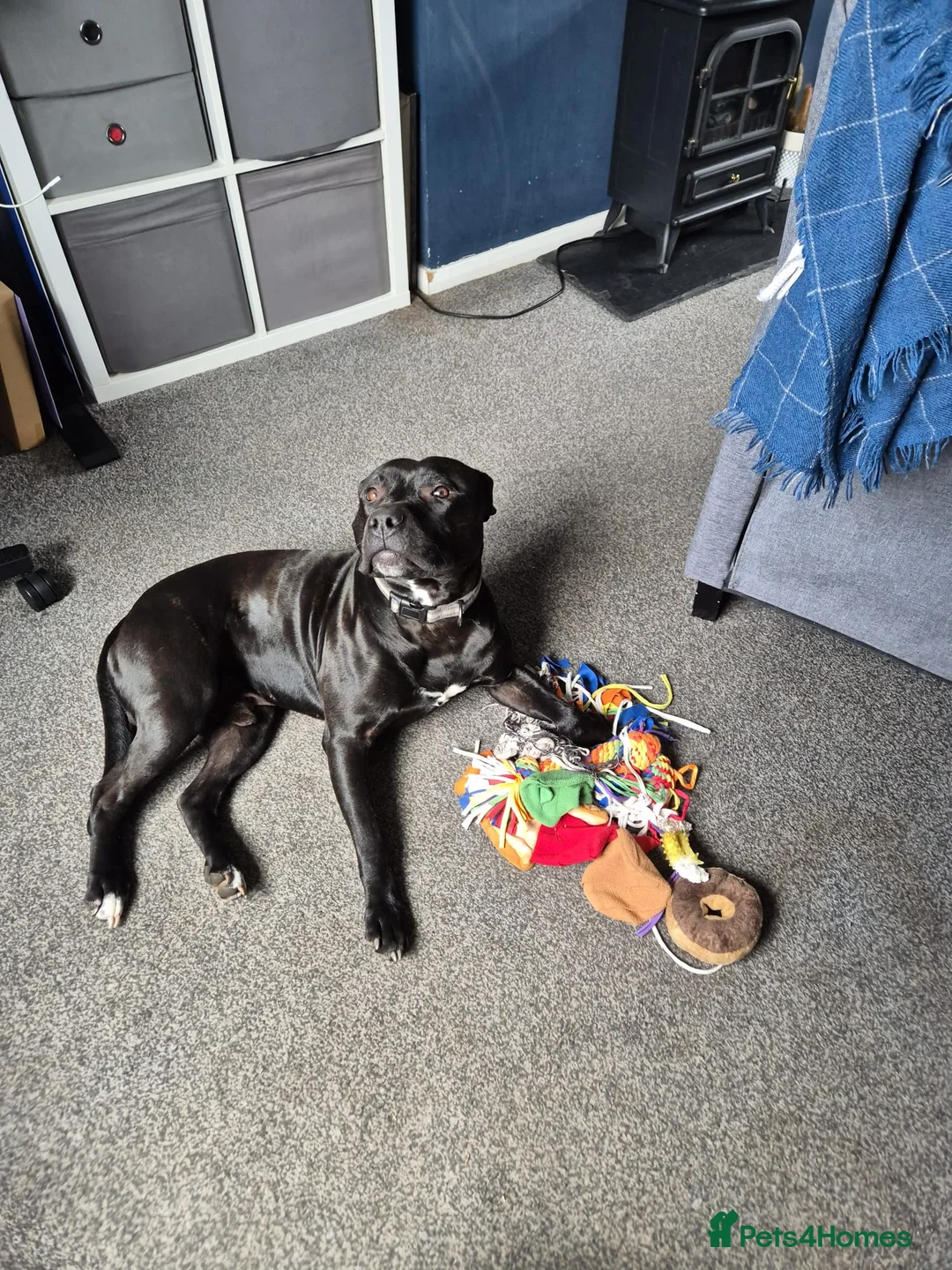 Mixed Breed dogs for sale: Rocky - Advert 2