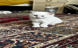 Ragdoll cats for sale: Adorable ragdoll kittens - Image 4