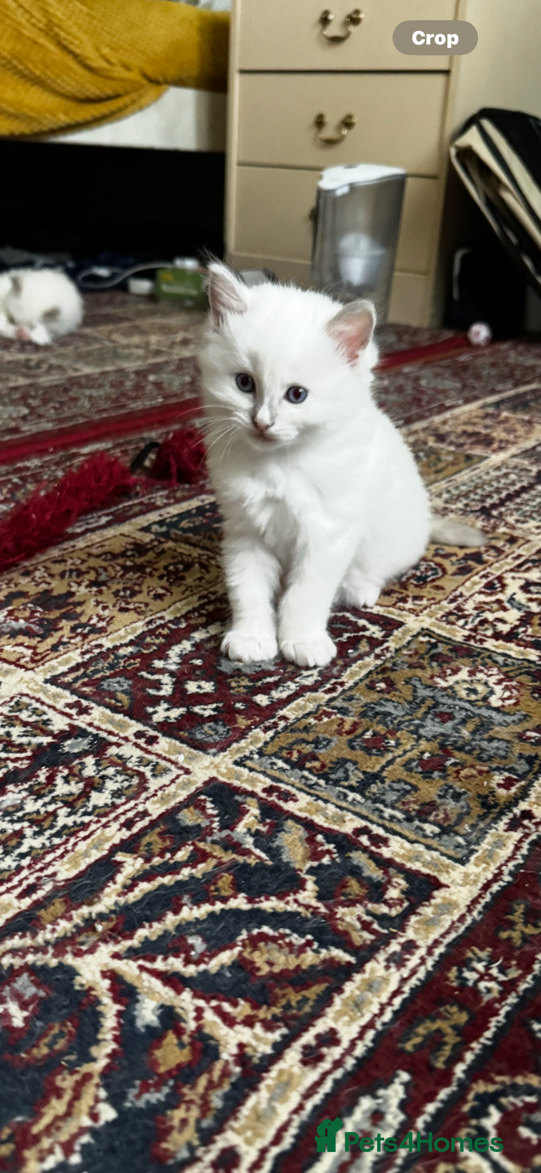 Ragdoll cats for sale: Adorable ragdoll kittens - Image 4