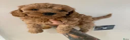 Cockapoo dogs for sale: Gorgeous Red Cockapoo Puppies  in Brighouse - Advert 13
