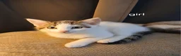 Mixed Breed cats for sale: 5 Beautiful Kittens looking for their forever home - Advert 5