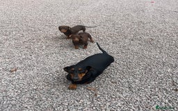 Dachshund dogs for sale: Beautiful Sweeney Dachshunds in Newark - Image 4