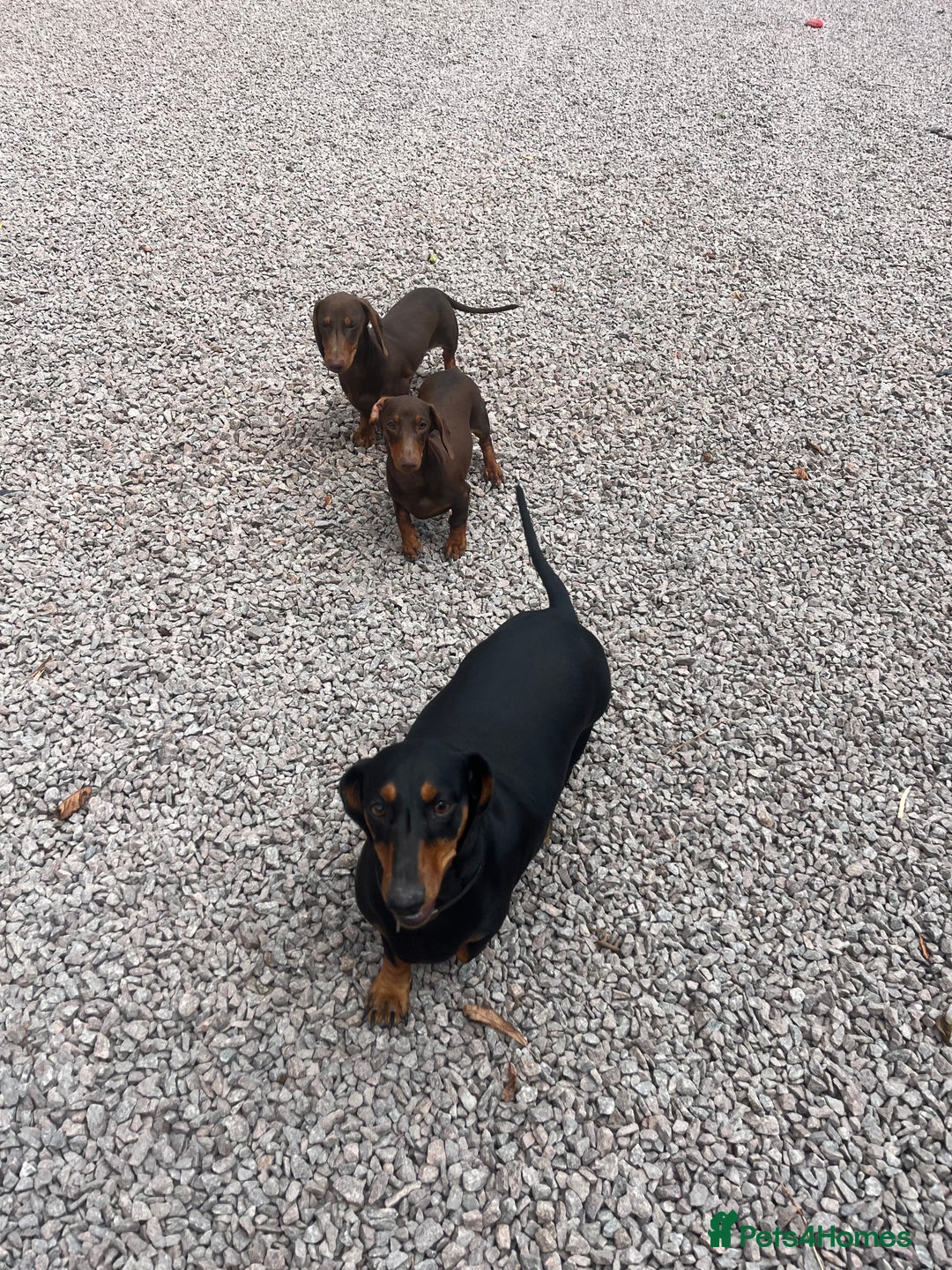 Dachshund dogs for sale: Beautiful Sweeney Dachshunds in Newark - Image 4