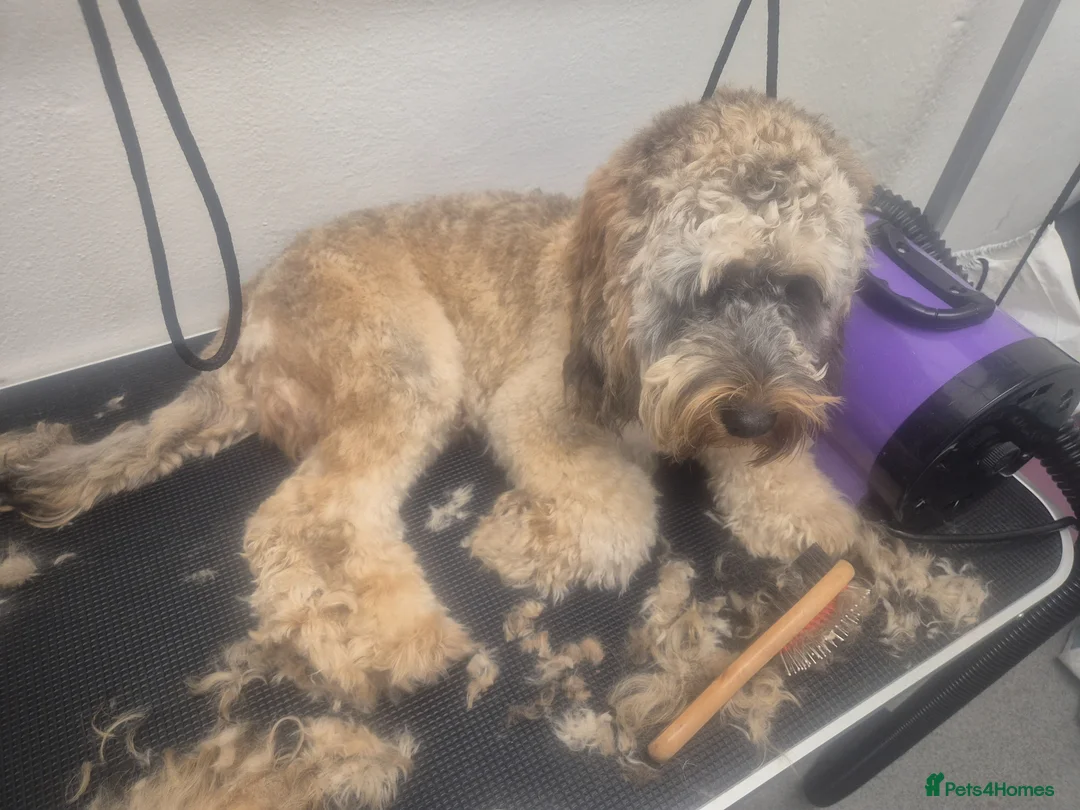 Cockapoo dogs for stud: F1 STUD COCKERPOO  - Advert 2