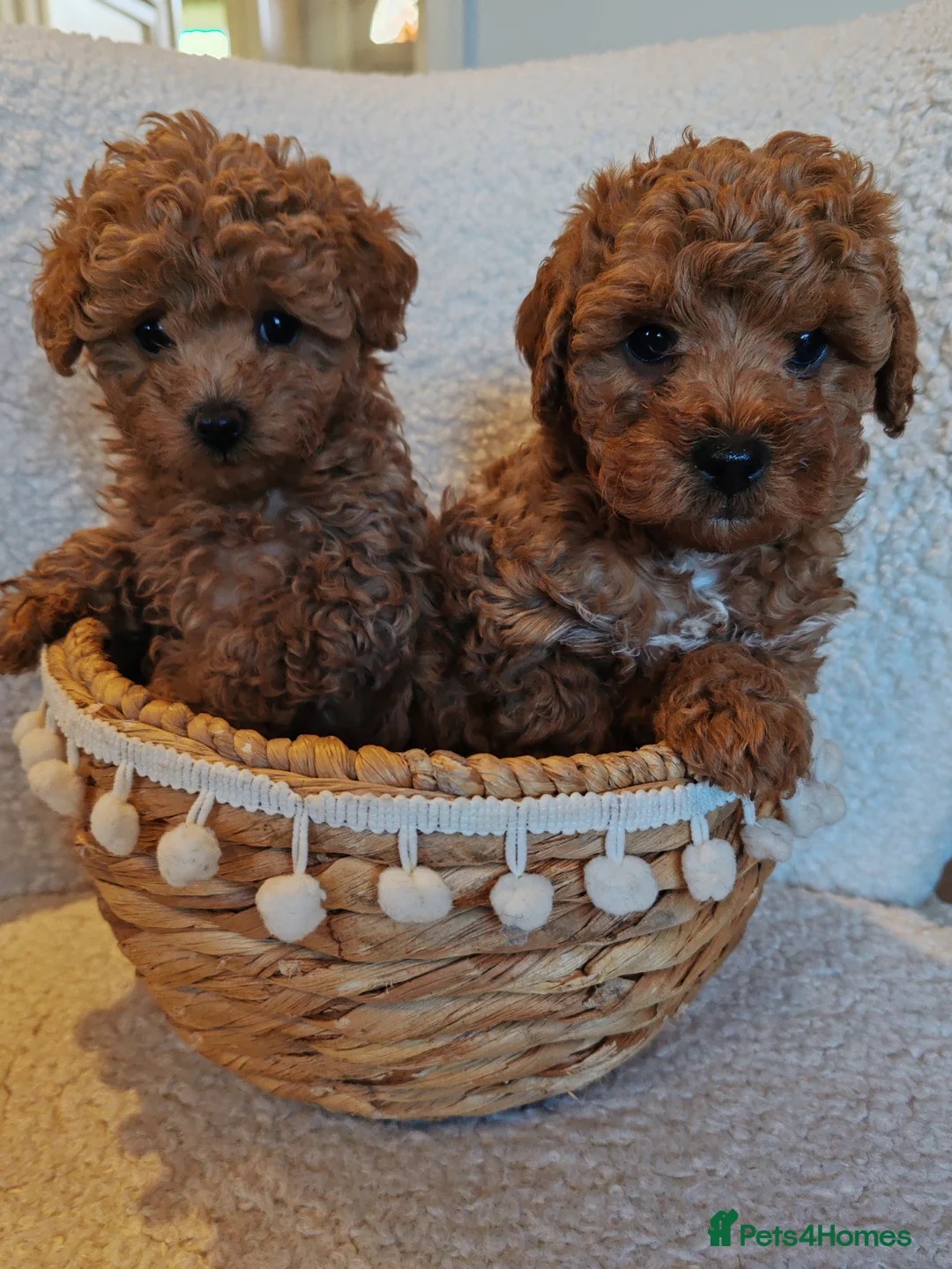 Maltipoo dogs for sale: Toy Maltipoo puppies born 14/02/26 - Advert 1