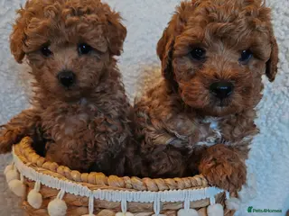 Maltipoo dogs Toy Maltipoo puppies born 14/02/26 - Advert 12