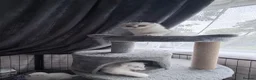 Scottish Fold cats for sale: 💞Beautiful Chinchilla Scottish fold kittens 💞🐾 - Advert 26