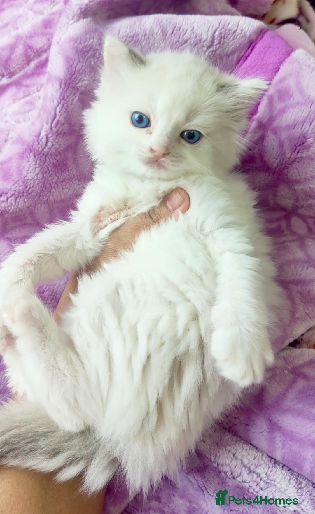 Ragdoll cats for sale: ❤️ Sweet Purrs Await: Your Ragdoll Friend ❤️ - Advert 6