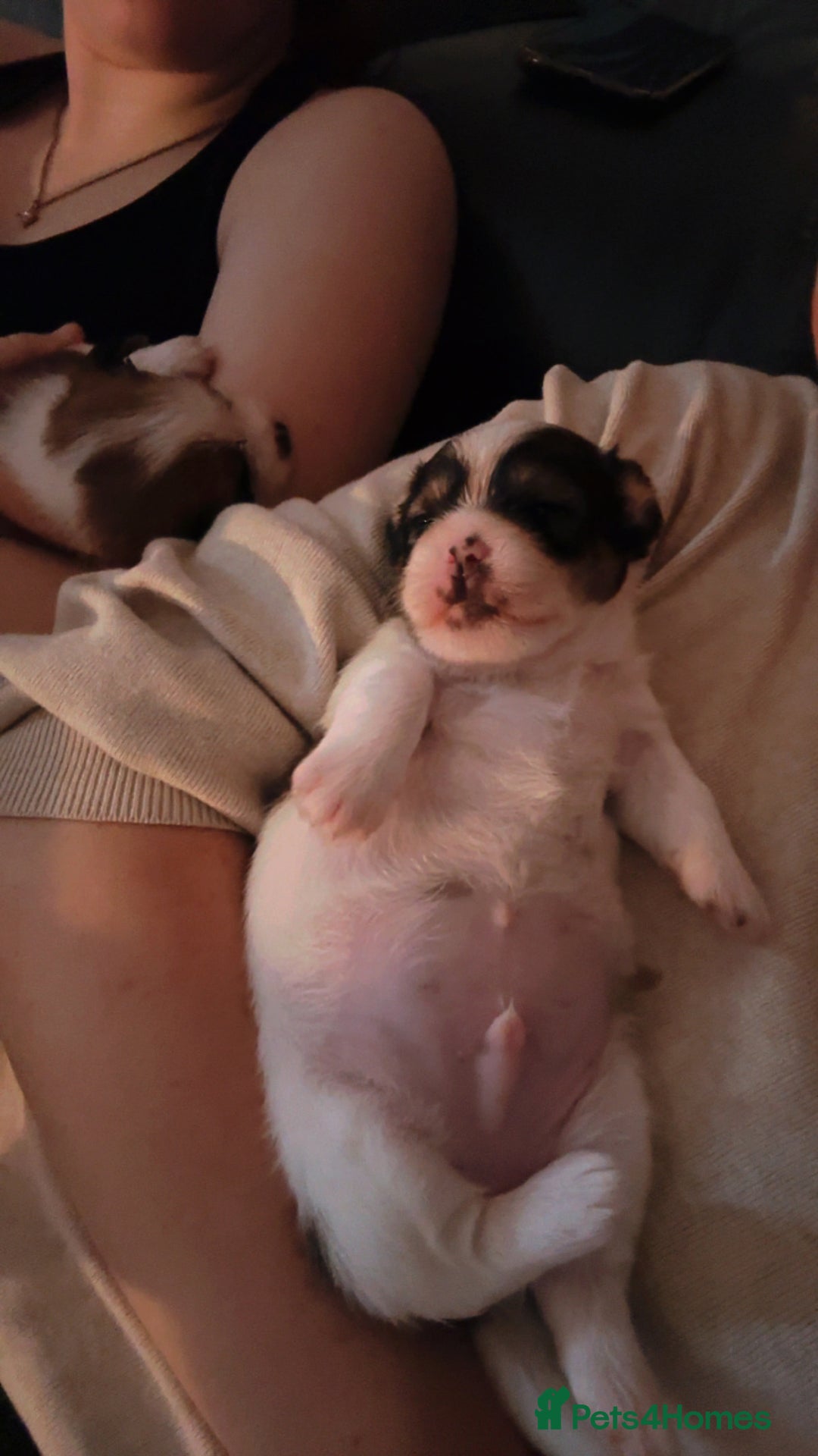 Mixed Breed dogs for sale: Jack Tzu puppies - Image 11