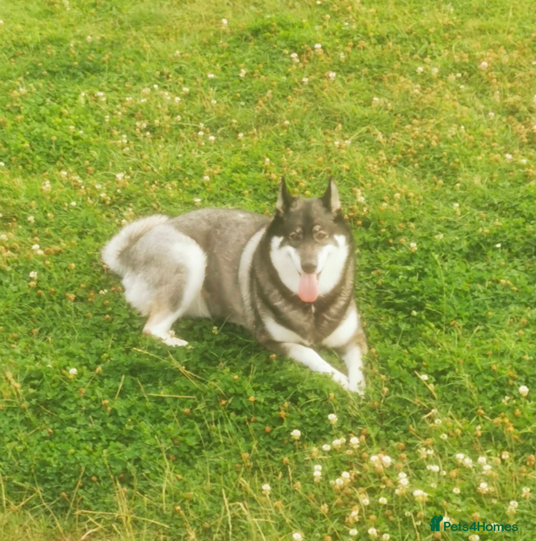 Siberian Husky dogs for sale: Stunning Rare colured,Blue-Eyed Husky Pups - Advert 4