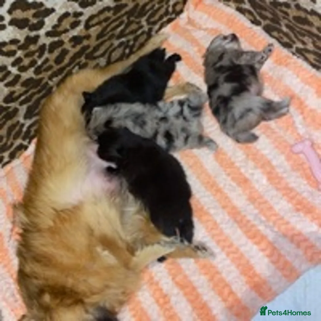 Pomeranian dogs for stud: Chocolate Merle Stud Health Tested in Dartford - Advert 14