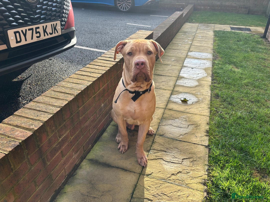 Mixed Breed dogs for sale: Lovely Family Dog & Great With Kids  - Image 1