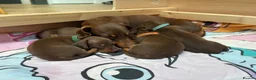 Miniature Dachshund dogs for sale: KC Registered Miniature Dachshund Puppies - Advert 11