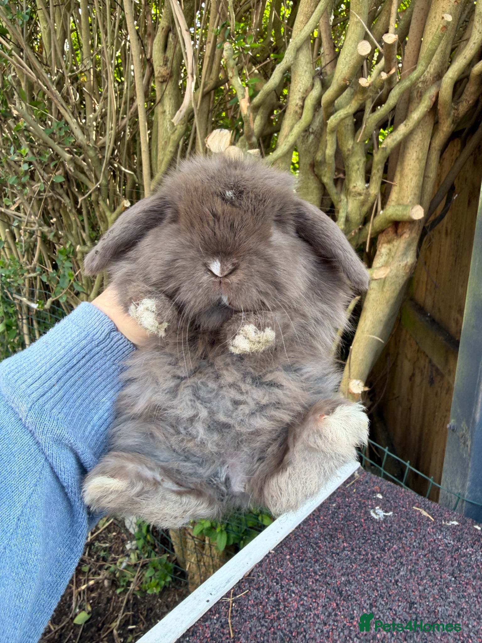 Mini Lop rabbits stunning baby mini lops - Advert 1
