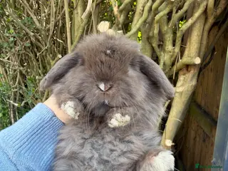 Mini Lop rabbits stunning baby mini lops - Advert 1