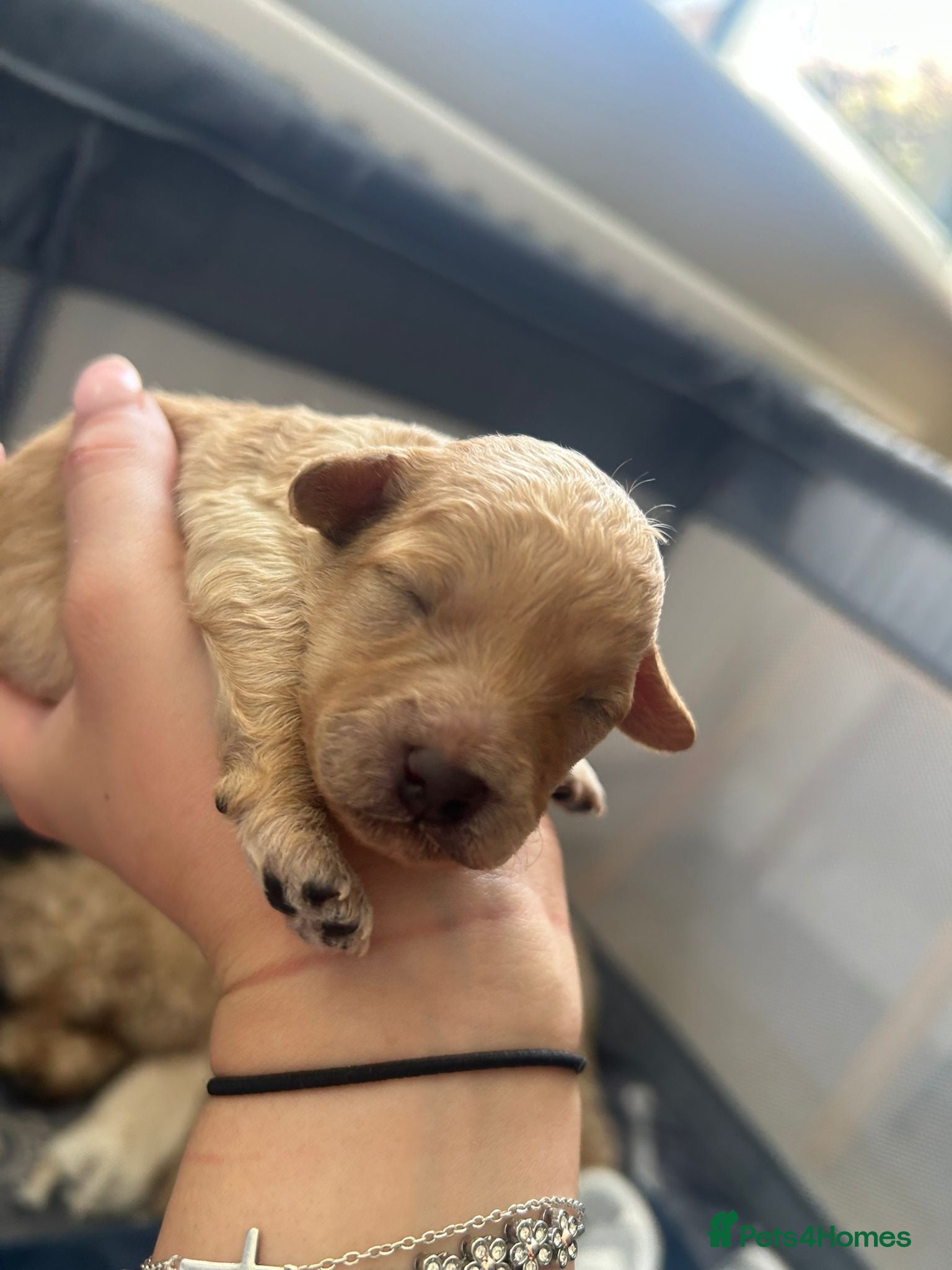 Cavapoochon dogs Beautiful Cavapoochon Puppies for Loving Homes - Advert 2