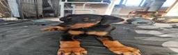 Dobermann dogs for sale: Adorable Doberman puppies  - Advert 7