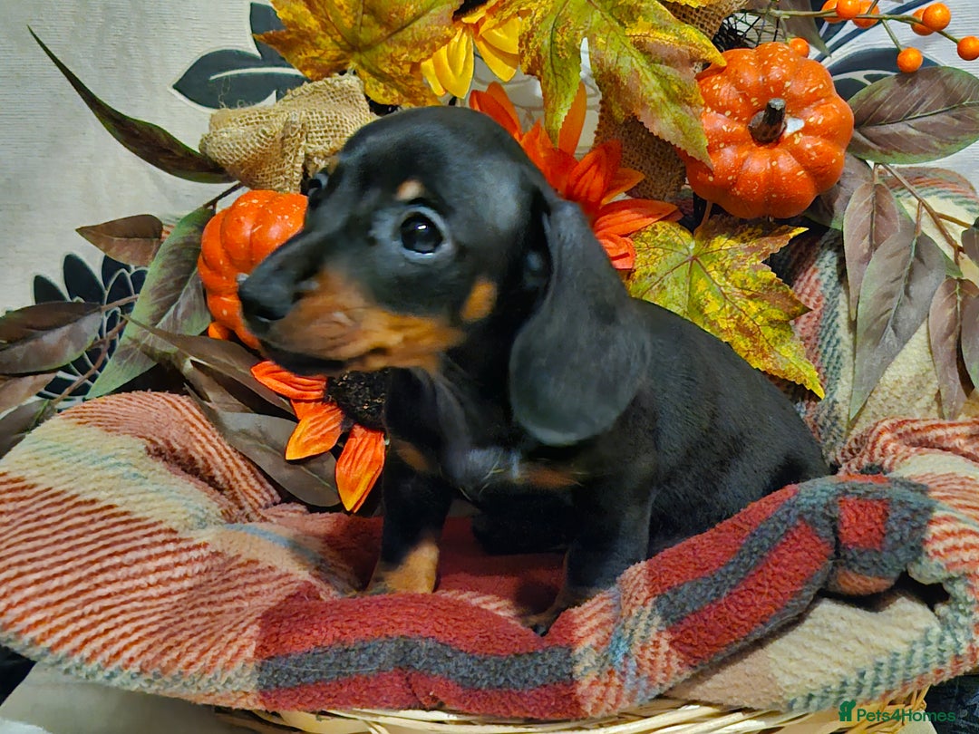 Miniature Dachshund dogs for sale: Beautiful Black & Tan Mini Dachshunds PRA clear - Image 16