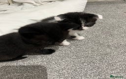 Scottish Fold cats for sale: Scottish fold  - Image 12