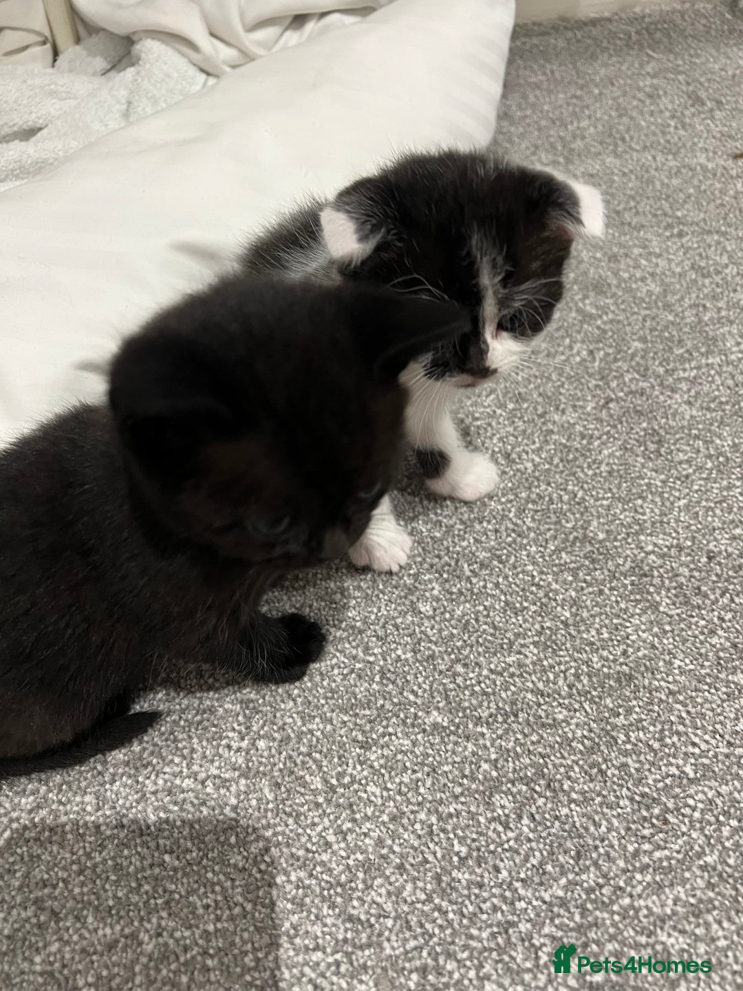 Scottish Fold cats for sale: Scottish fold  - Image 12