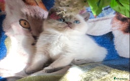 British Shorthair cats for sale: Purebred colourpoint BSH kittens  - Image 7