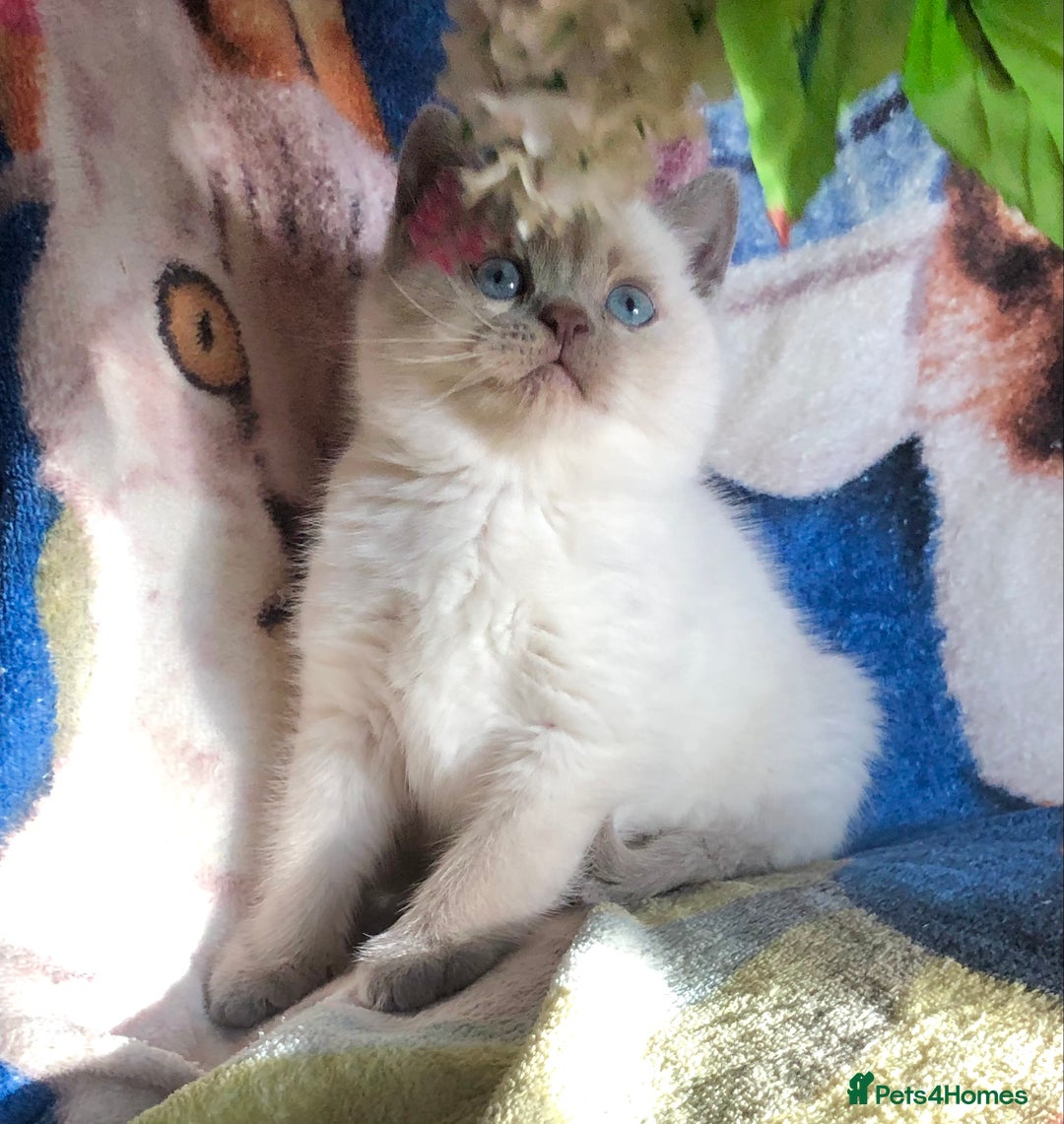 British Shorthair cats for sale: Purebred colourpoint BSH kittens  - Image 7