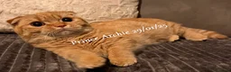 Munchkin cats for sale: Exceptional Quality & Rare Persian Napoleon Minuet - Advert 2