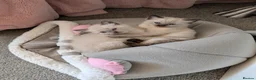 Ragdoll cats for sale: 5 ragdolls ready for their forever home - Advert 8