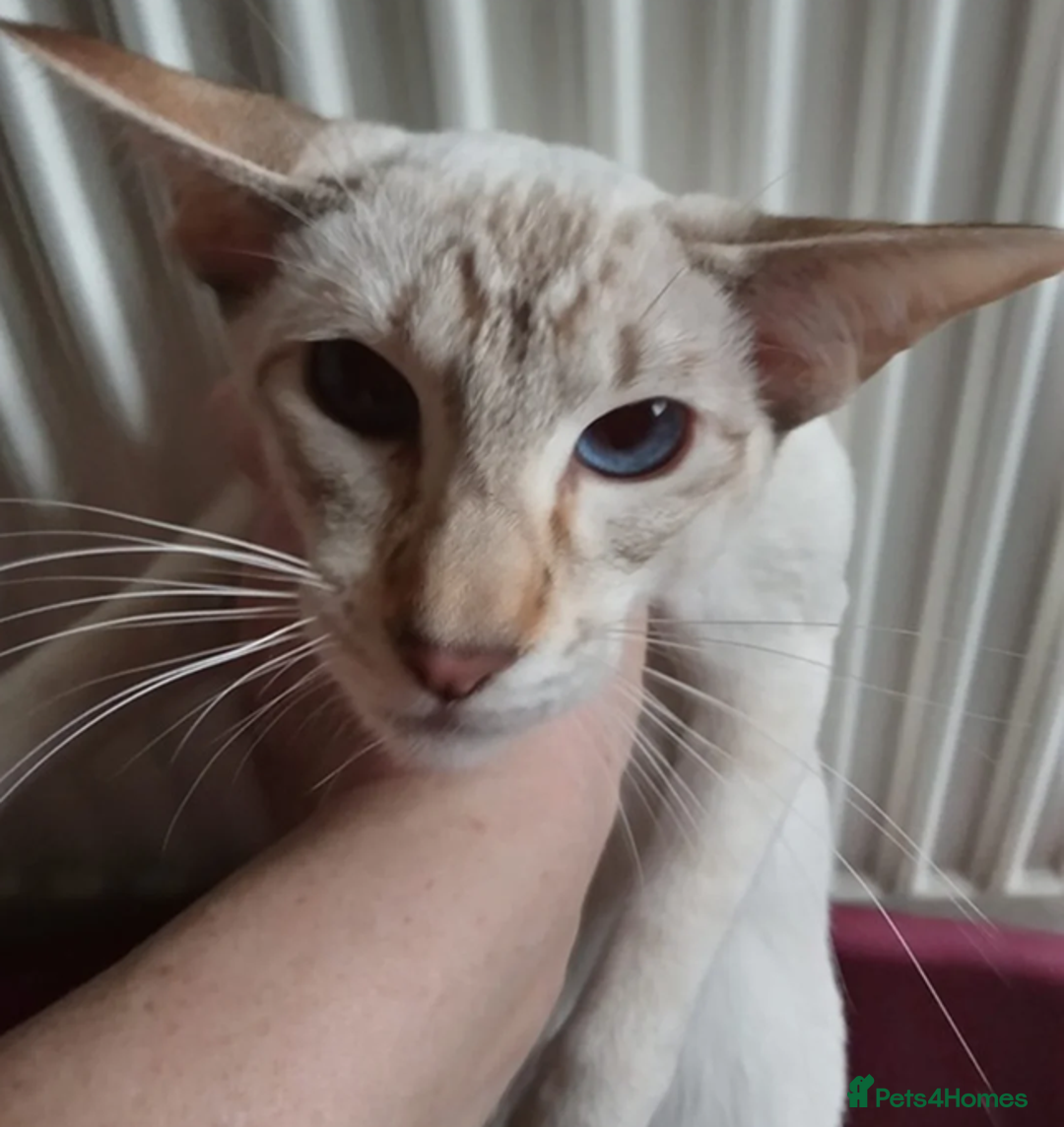 Siamese cats for sale: Siamese Kittens For Sale. - Image 24