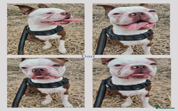 Boston Terrier dogs for sale: 6 Beautiful Boston Terrier Puppies - Image 9