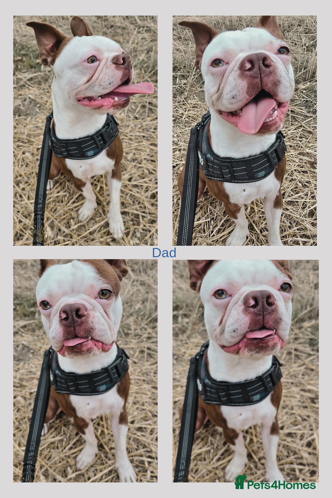 Boston Terrier dogs for sale: 6 Beautiful Boston Terrier Puppies - Image 9