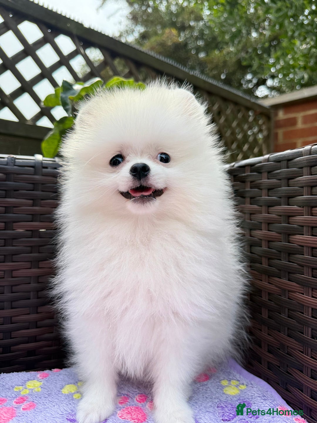 Pomeranian dogs for sale: Pom bears looking for loving homes❤️ - Image 8