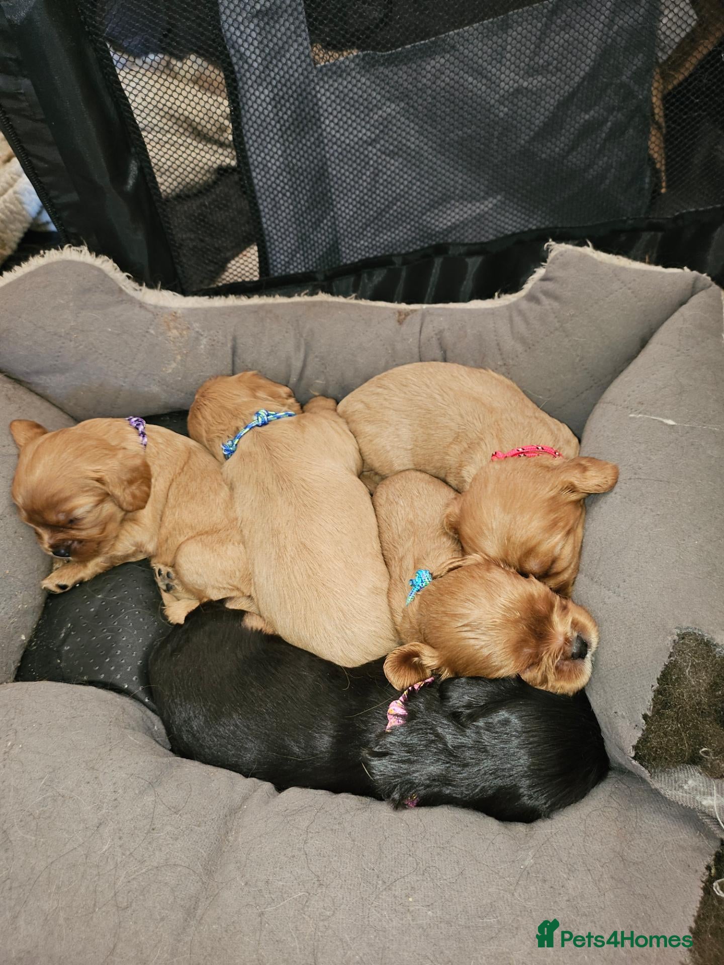 King Charles Spaniel dogs FOR SALE  - Advert 1