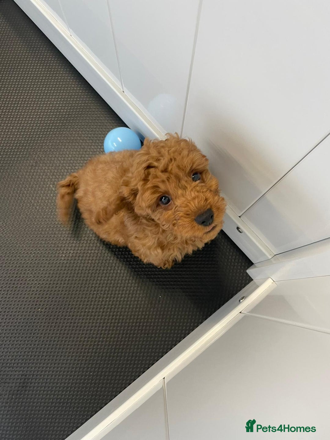 Cockapoo dogs for sale: F2 Cockerpoos Ready for their new homes. - Advert 13