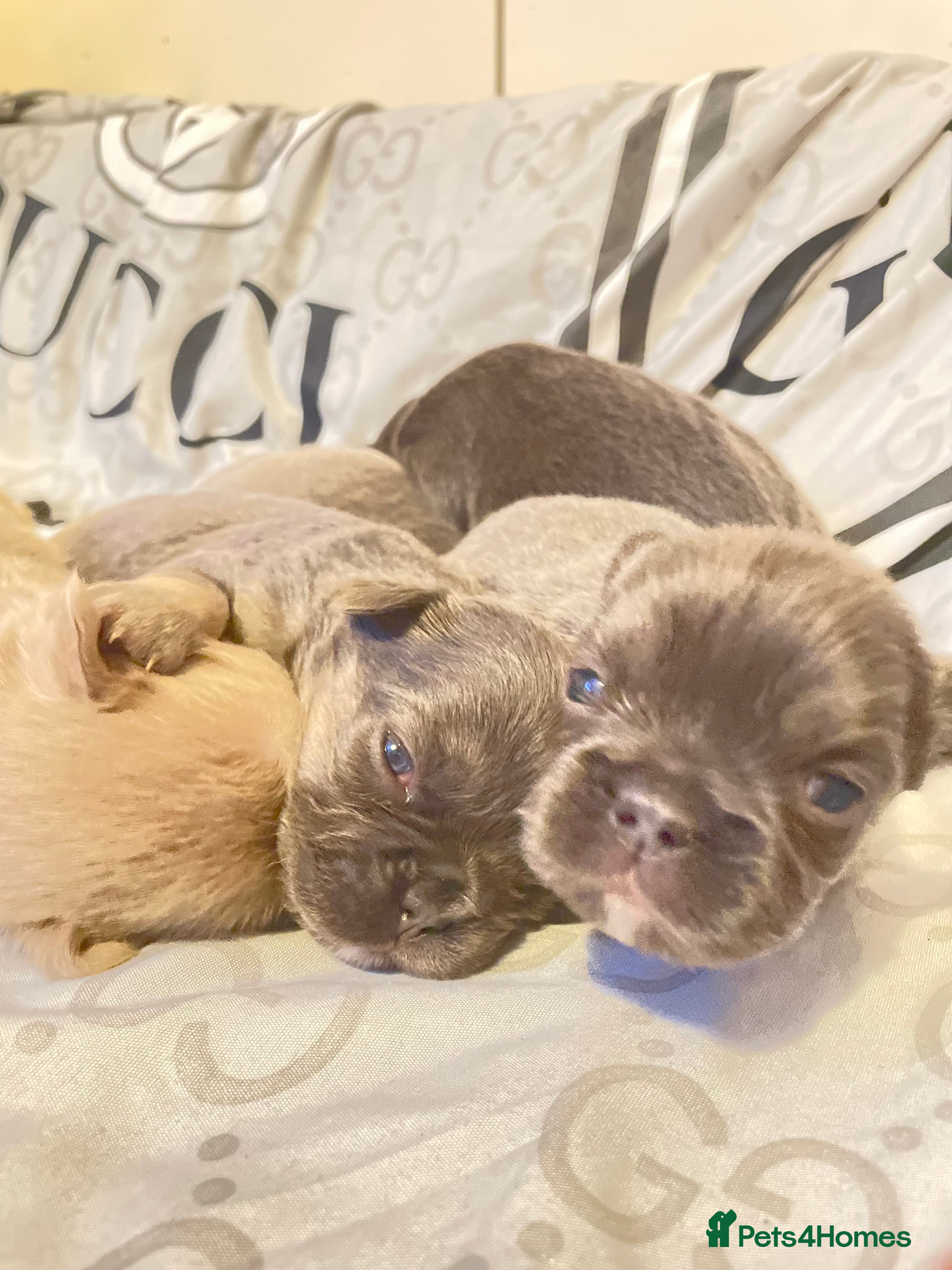 French Bulldog dogs 🩷🐶🐾6 Adorable fluffy French Bulldogs 🩷🐶🐾 - Advert 10