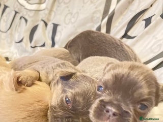 French Bulldog dogs 🩷🐶🐾6 Adorable fluffy French Bulldogs 🩷🐶🐾 - Advert 8