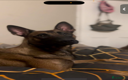 Belgian Shepherd Dog dogs for sale: Working line malinois - Image 4