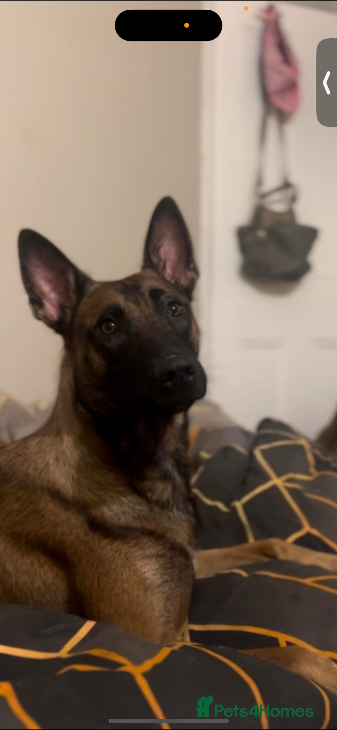 Belgian Shepherd Dog dogs for sale: Working line malinois - Image 4