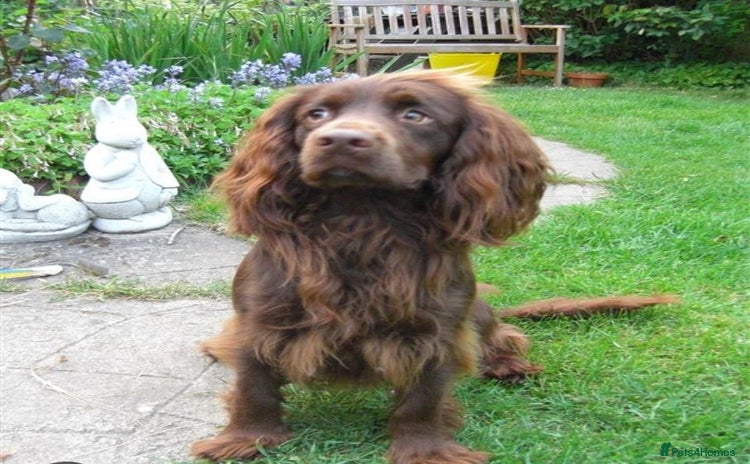 Cocker Spaniel dogs - Advert 2