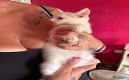 Mixed Breed cats for sale: 2 kittens left  - Image 4